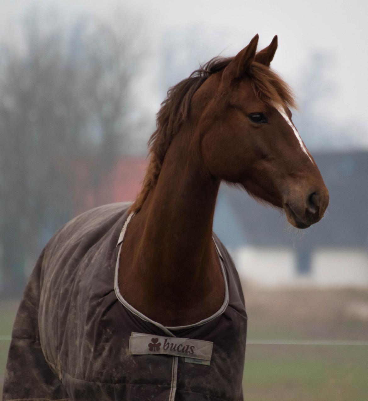Dansk Varmblod Lille daugårds lady hit billede 1