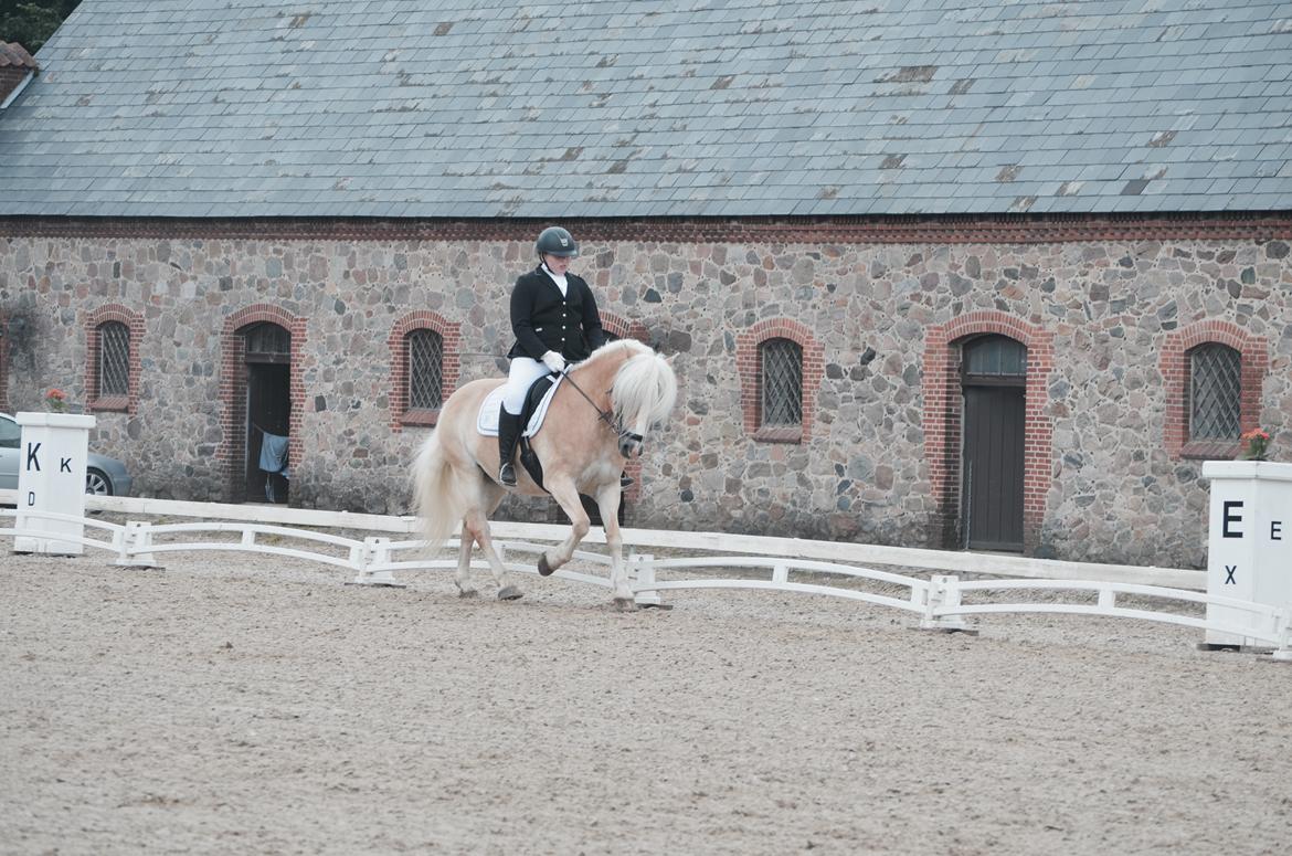 Haflinger Lara billede 9