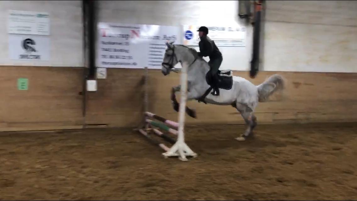 Polsk Varmblod Gonzo billede 14