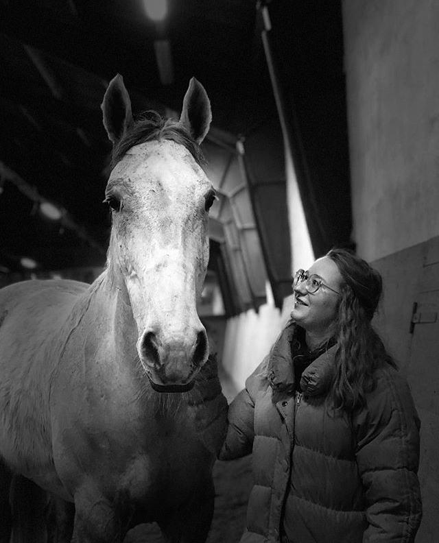 Polsk Varmblod Gonzo billede 15