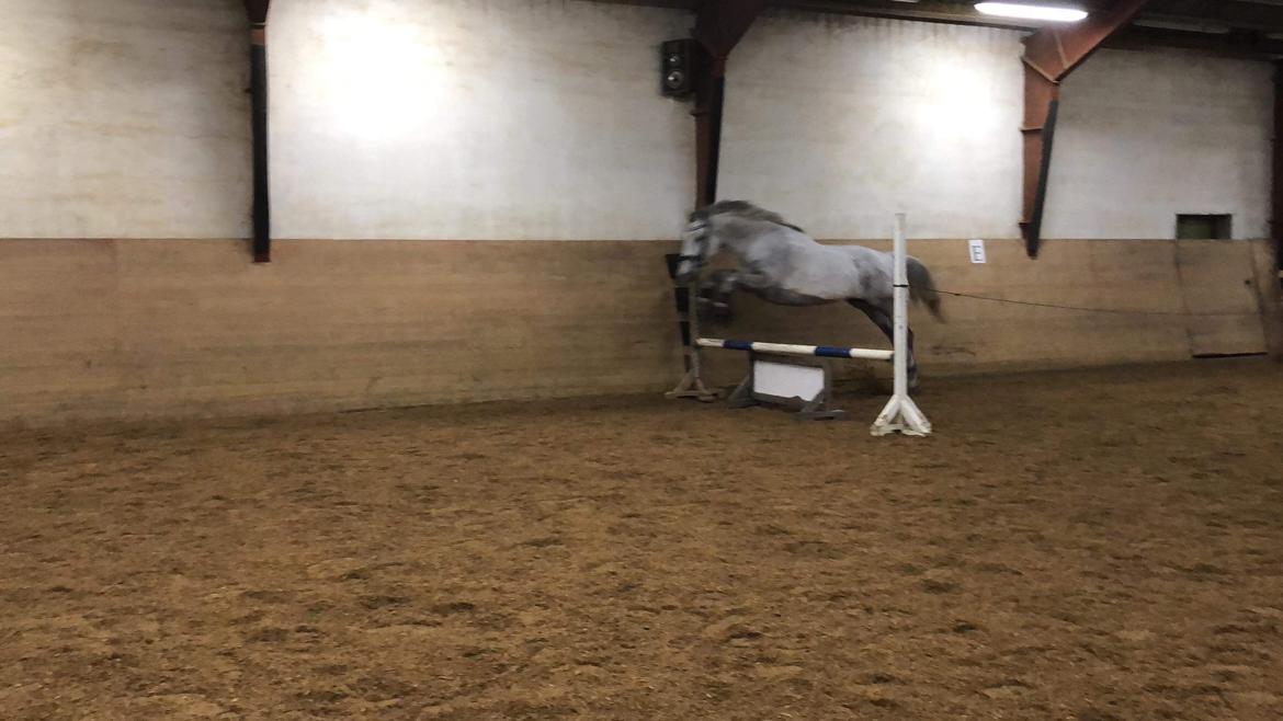 Polsk Varmblod Gonzo billede 17