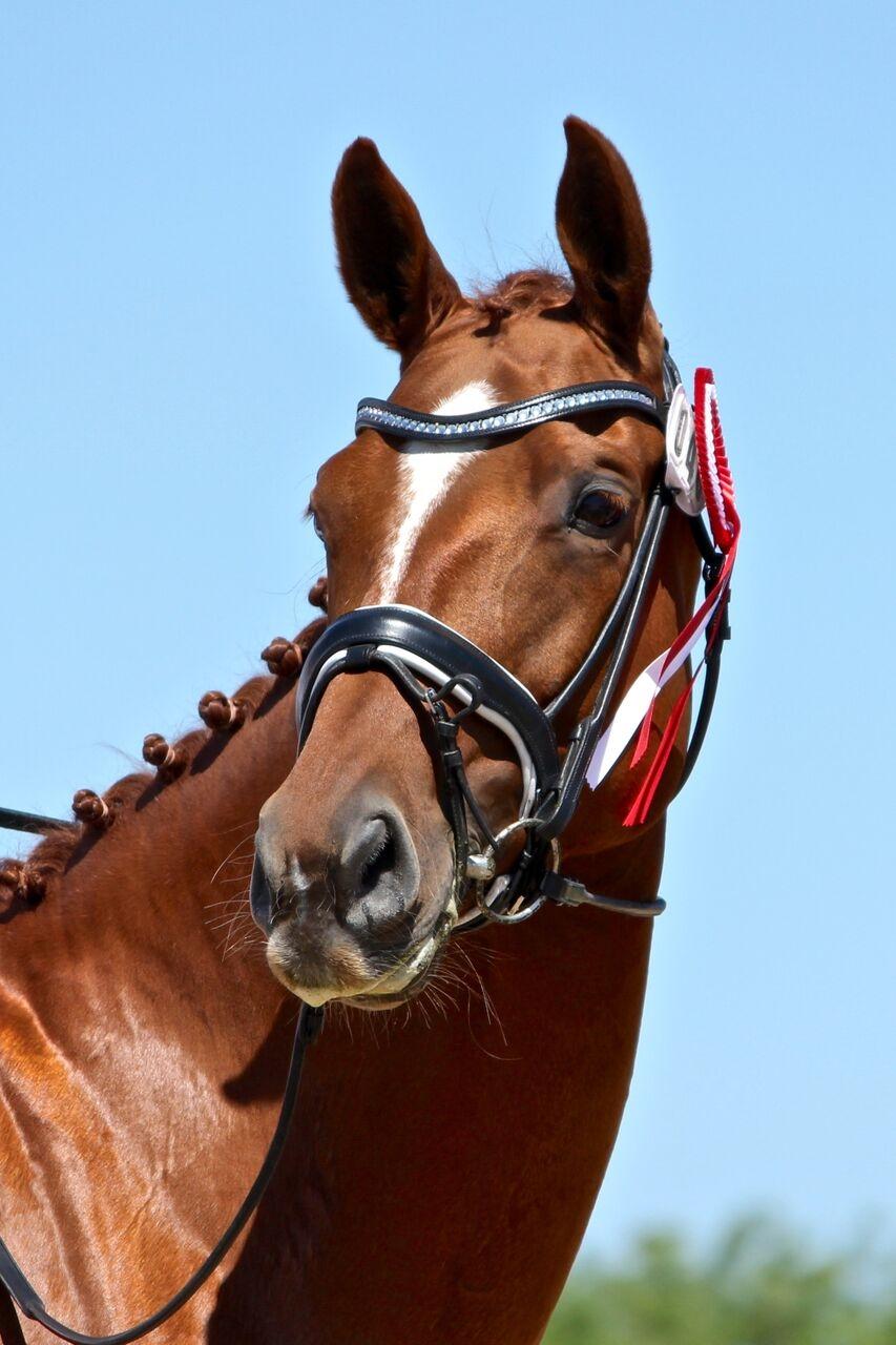 Dansk Varmblod Cille Nyskov - Skønne røde dame <3 (Foto: Andersen Equine Photography) billede 9