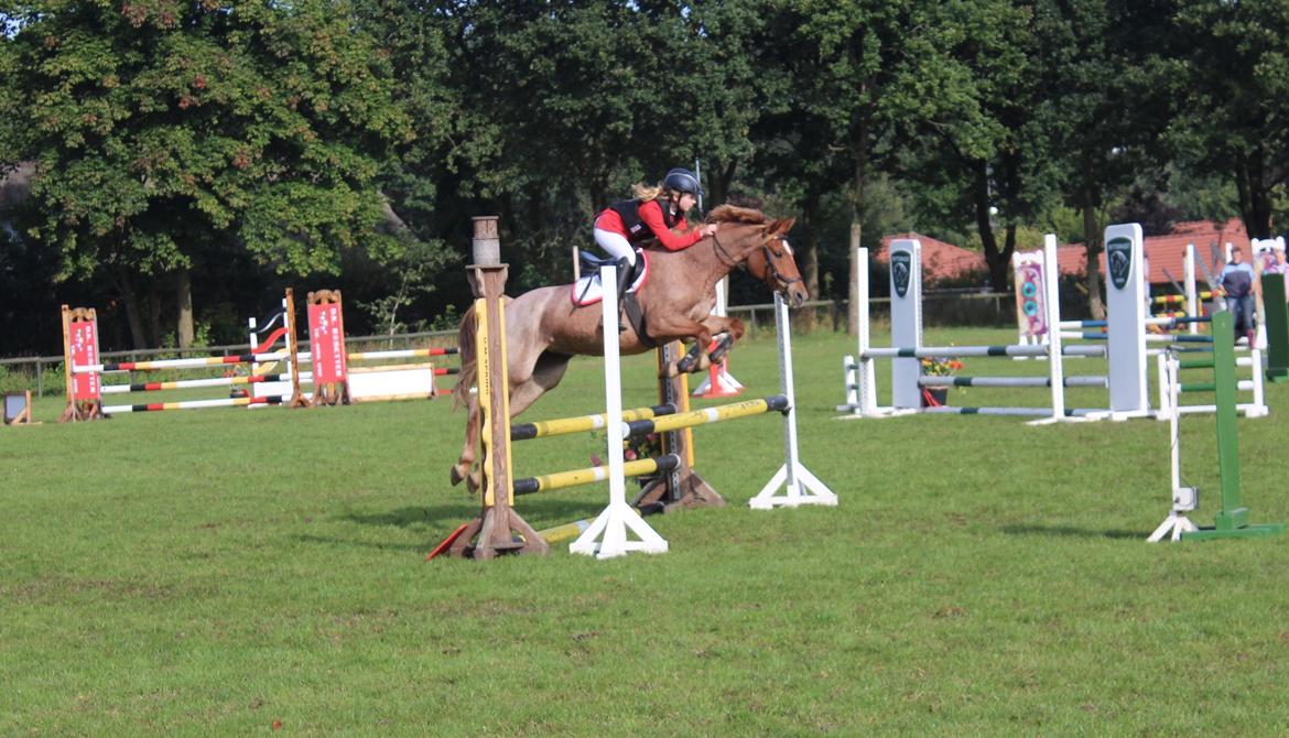 Anden særlig race Staldens salina billede 1