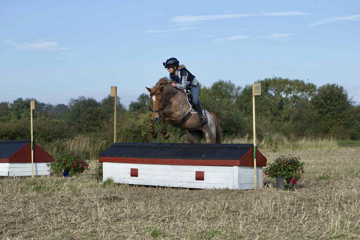 Anden særlig race Staldens salina billede 2