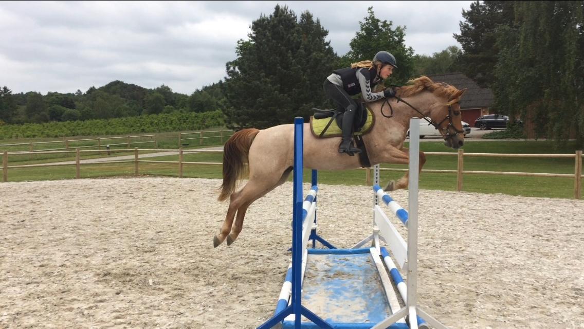 Anden særlig race Staldens salina billede 3