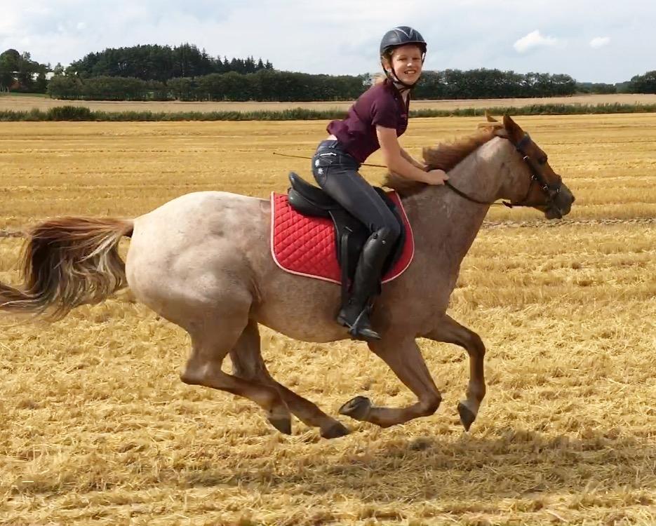 Anden særlig race Staldens salina billede 4