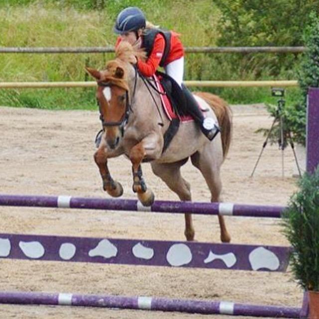 Anden særlig race Staldens salina billede 8