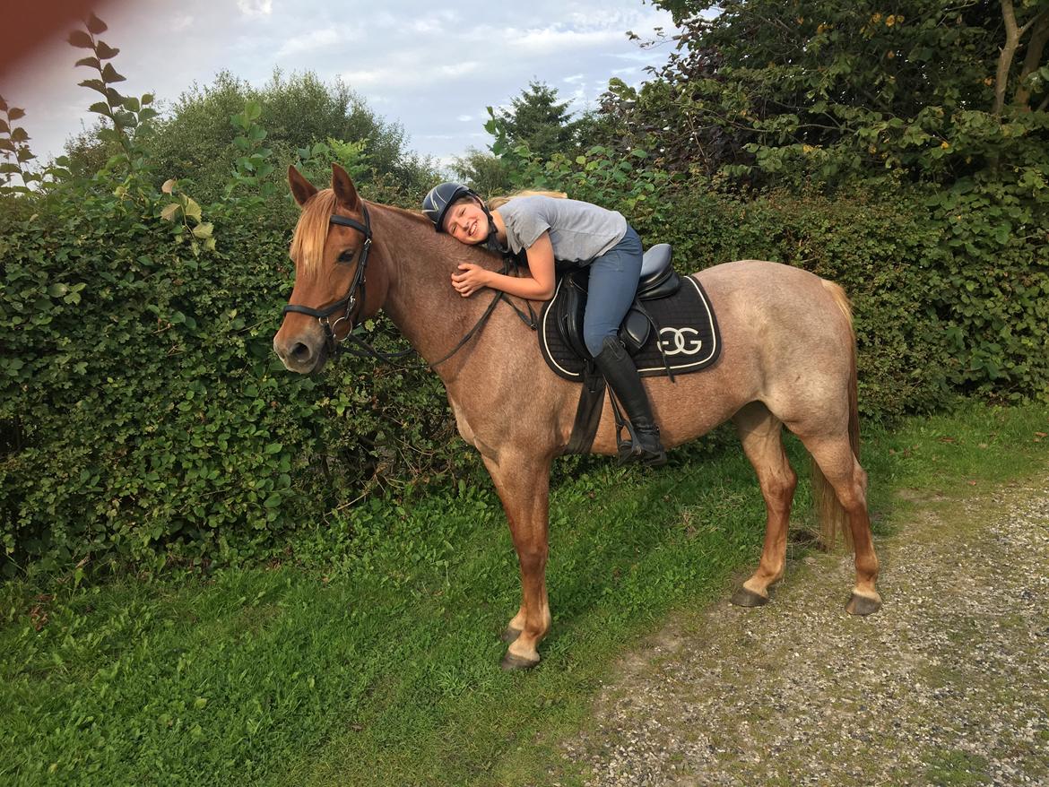 Anden særlig race Staldens salina billede 9