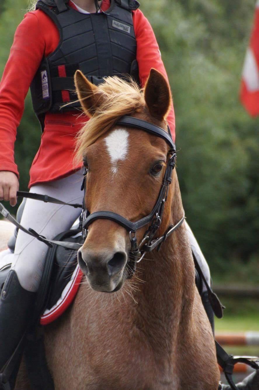 Anden særlig race Staldens salina billede 10