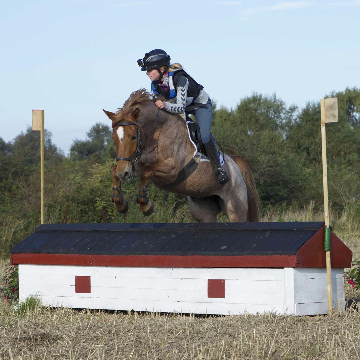 Anden særlig race Staldens salina billede 11