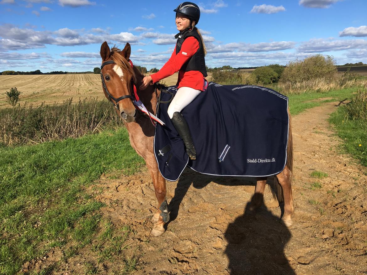 Anden særlig race Staldens salina billede 12