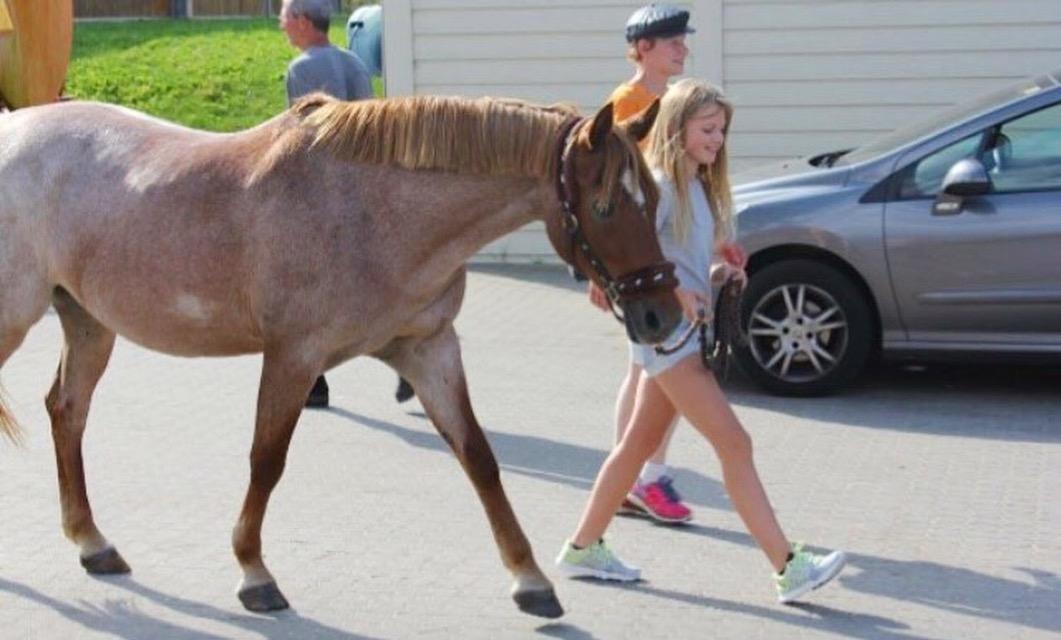 Anden særlig race Staldens salina billede 6