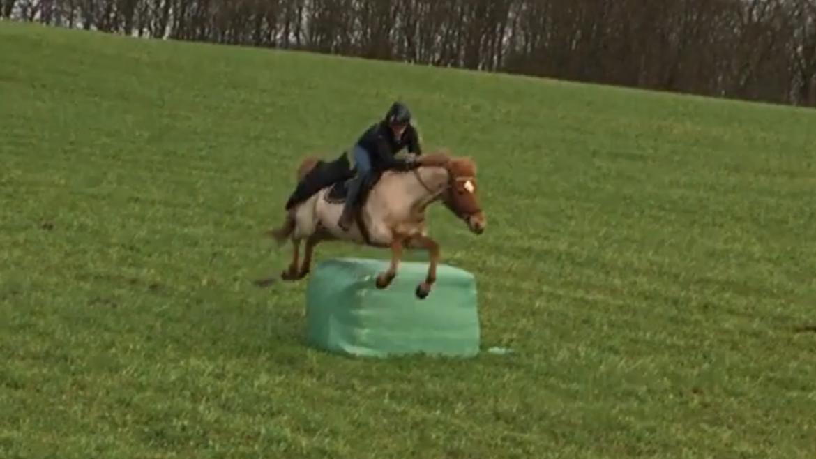 Anden særlig race Staldens salina billede 15