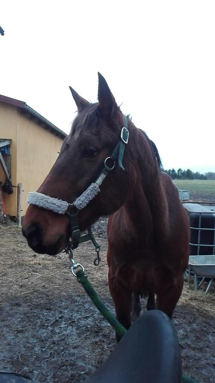 Traver Opal Street billede 1