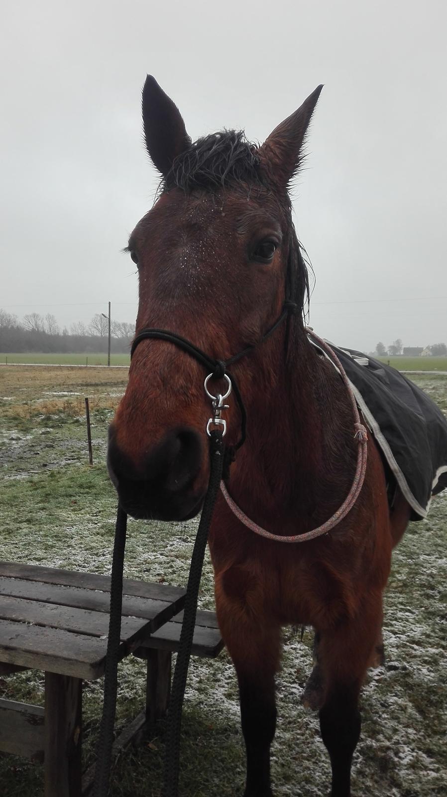 Traver Opal Street billede 2