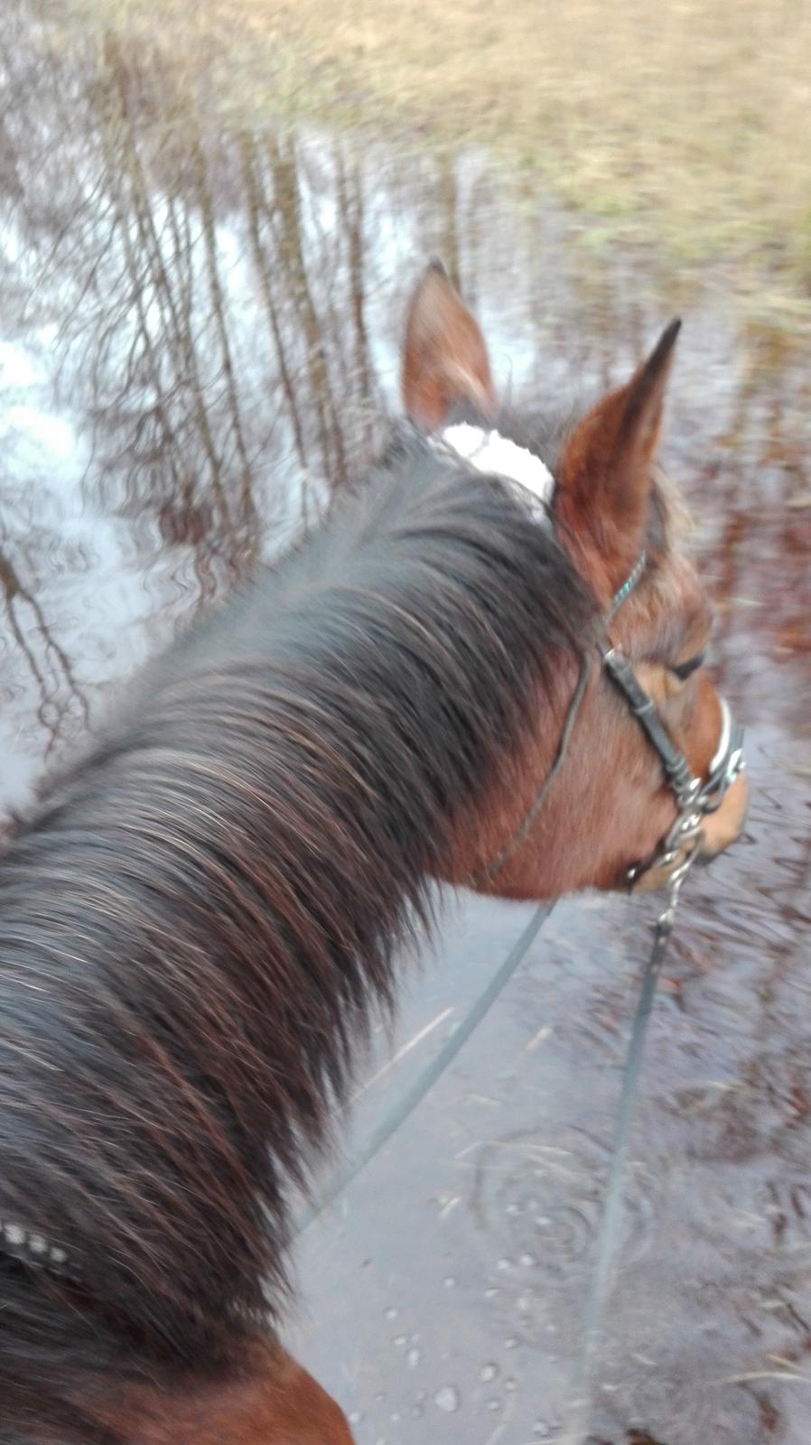 Traver Opal Street billede 3