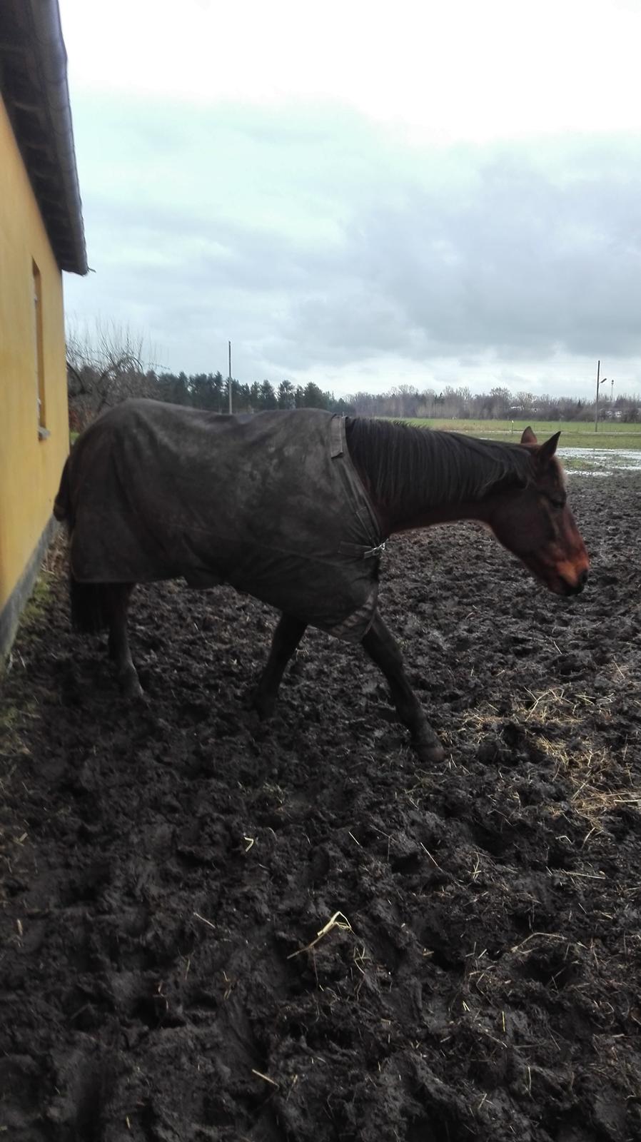 Traver Opal Street billede 4