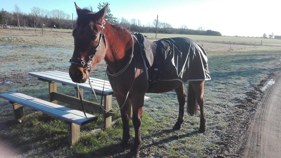 Traver Opal Street billede 5