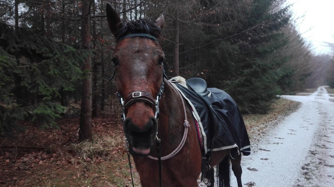 Traver Opal Street billede 7