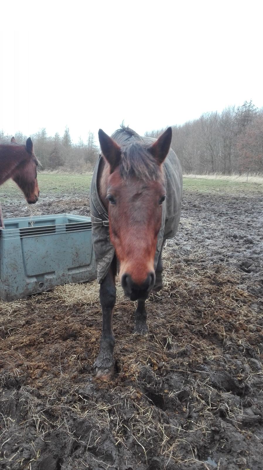 Traver Opal Street billede 9