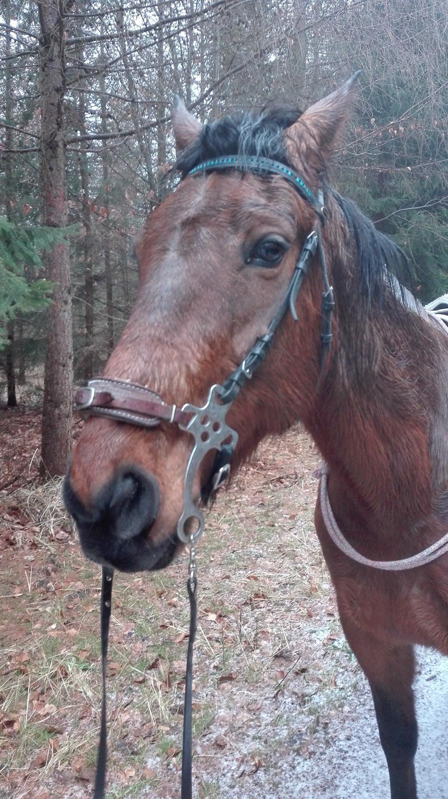 Traver Opal Street billede 10