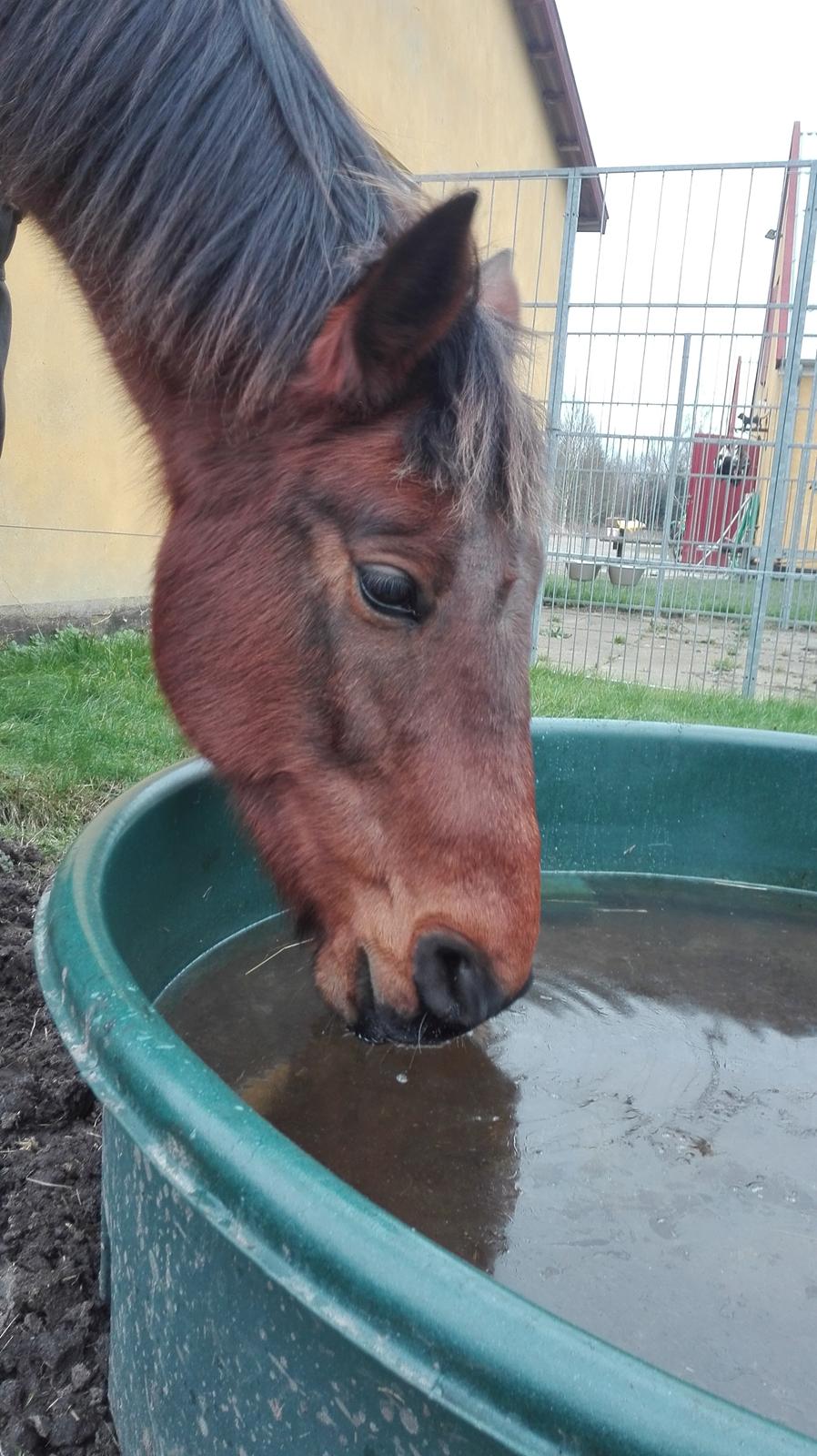 Traver Opal Street billede 11