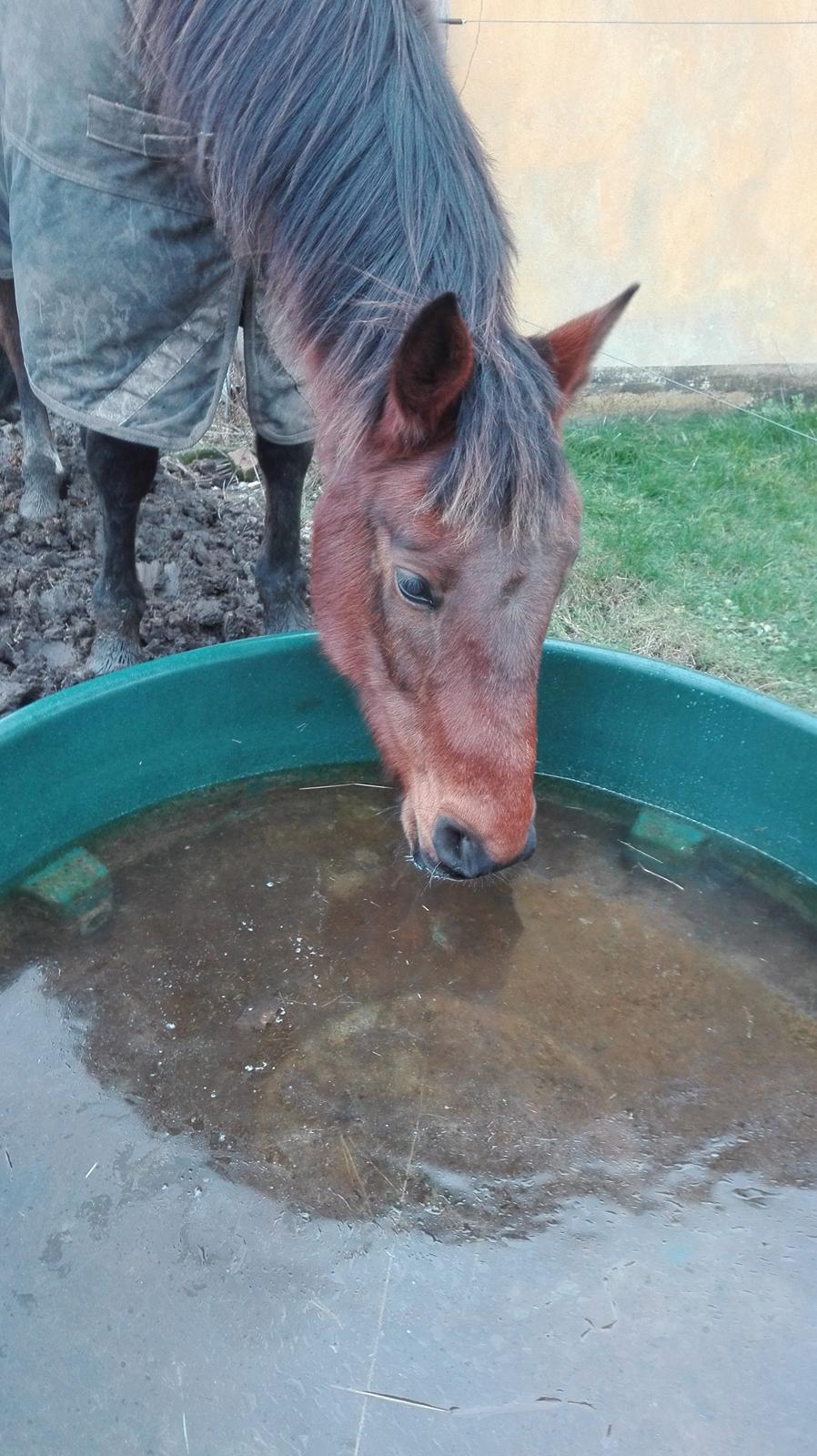 Traver Opal Street billede 6