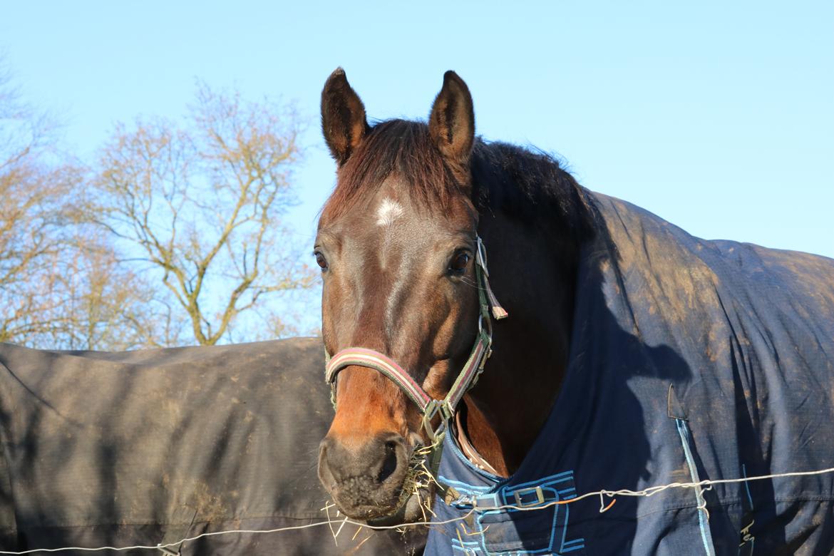 Dansk Varmblod Landino - februar 2018 billede 20