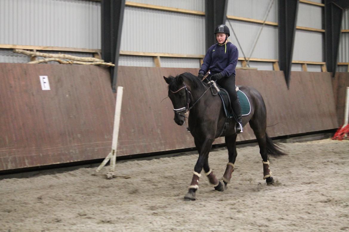 Tysk Oldenburger She's got the look  billede 5