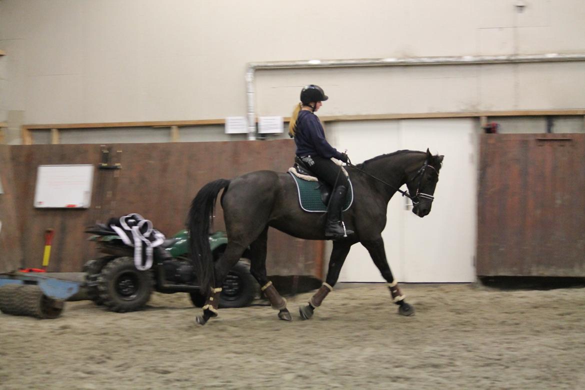 Tysk Oldenburger She's got the look  billede 7