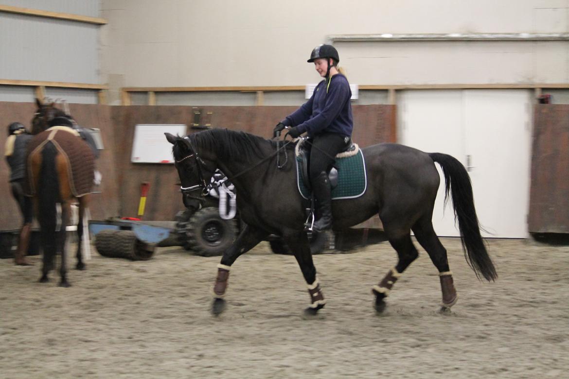 Tysk Oldenburger She's got the look  billede 13