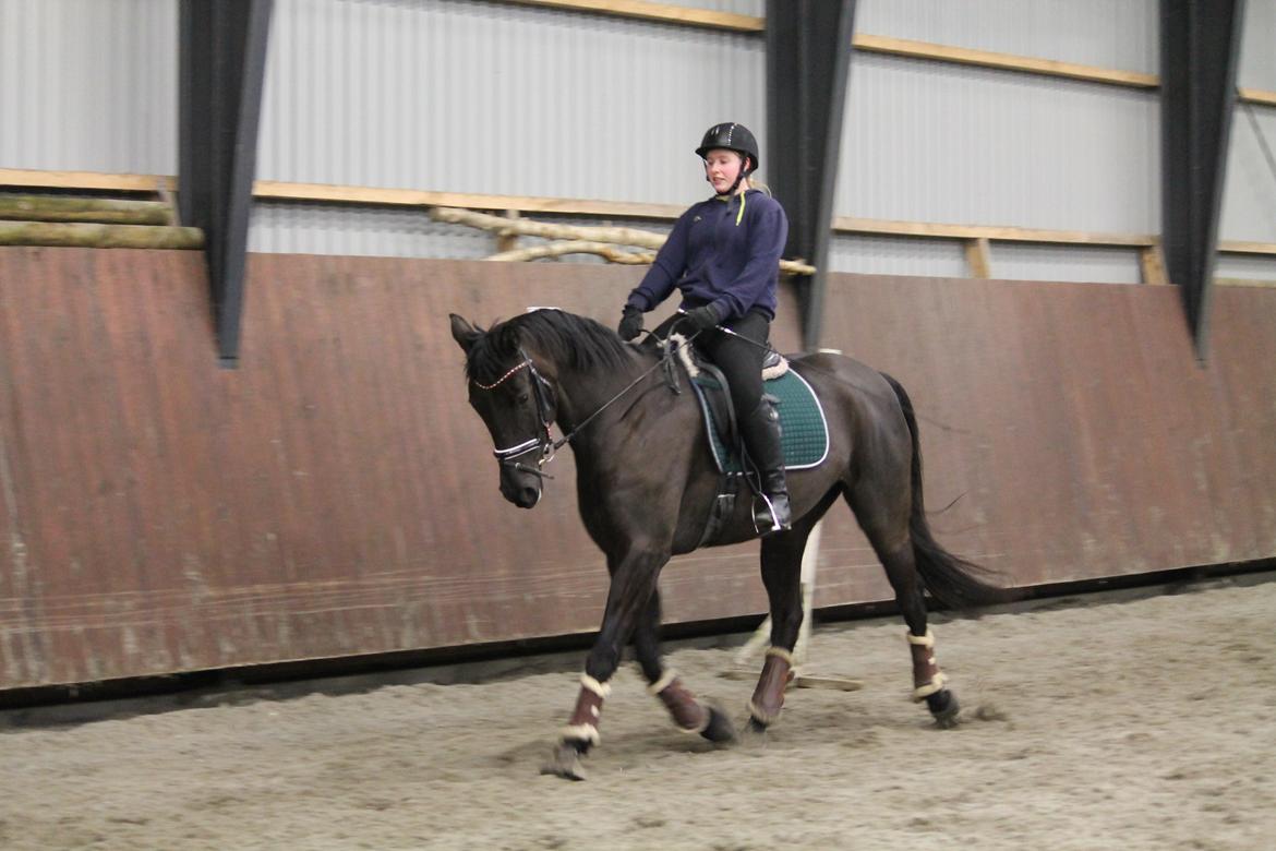 Tysk Oldenburger She's got the look  billede 12