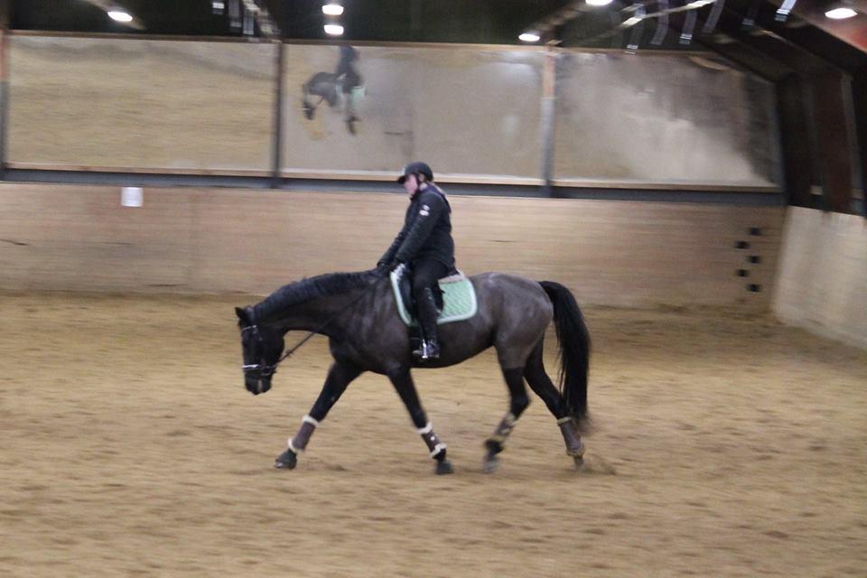 Tysk Oldenburger She's got the look  billede 14