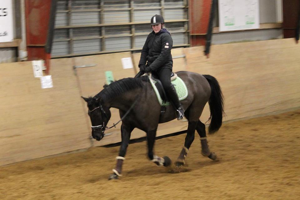 Tysk Oldenburger She's got the look  billede 9