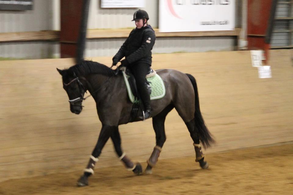 Tysk Oldenburger She's got the look  billede 3