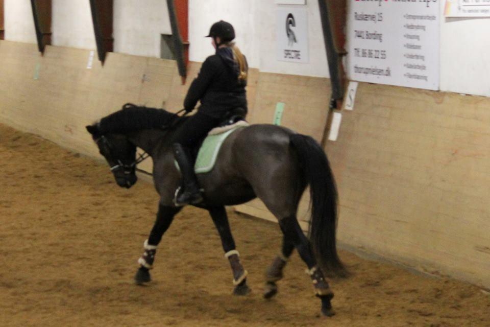 Tysk Oldenburger She's got the look  billede 16