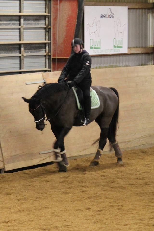 Tysk Oldenburger She's got the look  billede 6