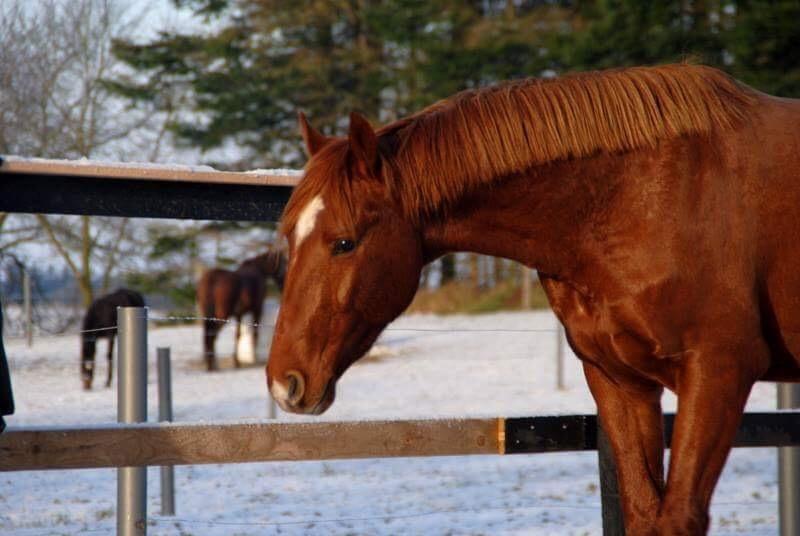 Anden særlig race Raffael (Raffe) billede 8