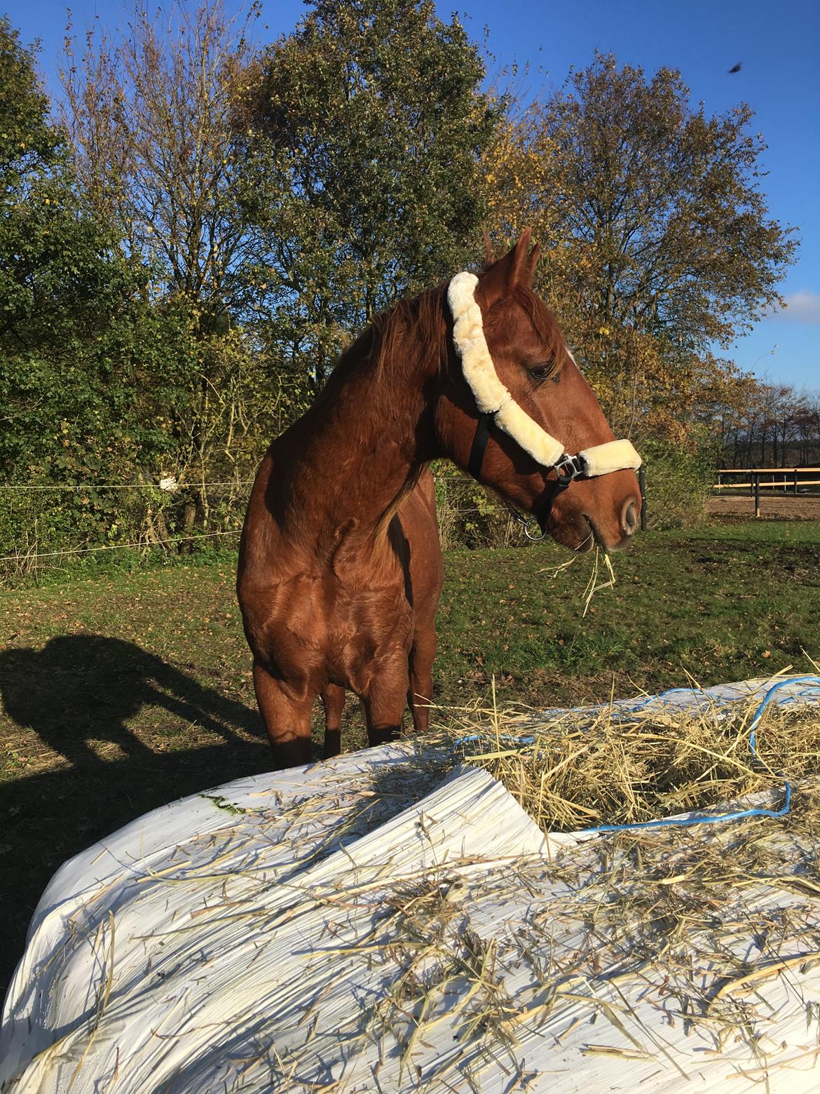 Anden særlig race Raffael (Raffe) billede 9