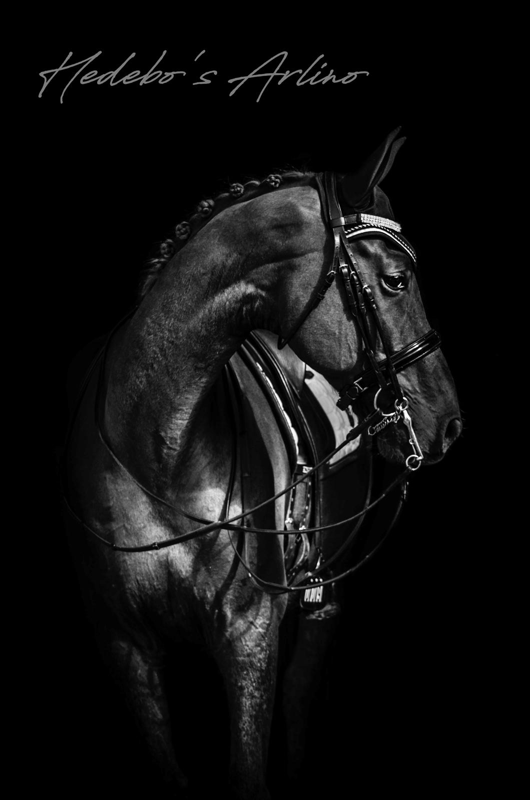 Dansk Varmblod Hedebo´s Arlino *B-hest* billede 10