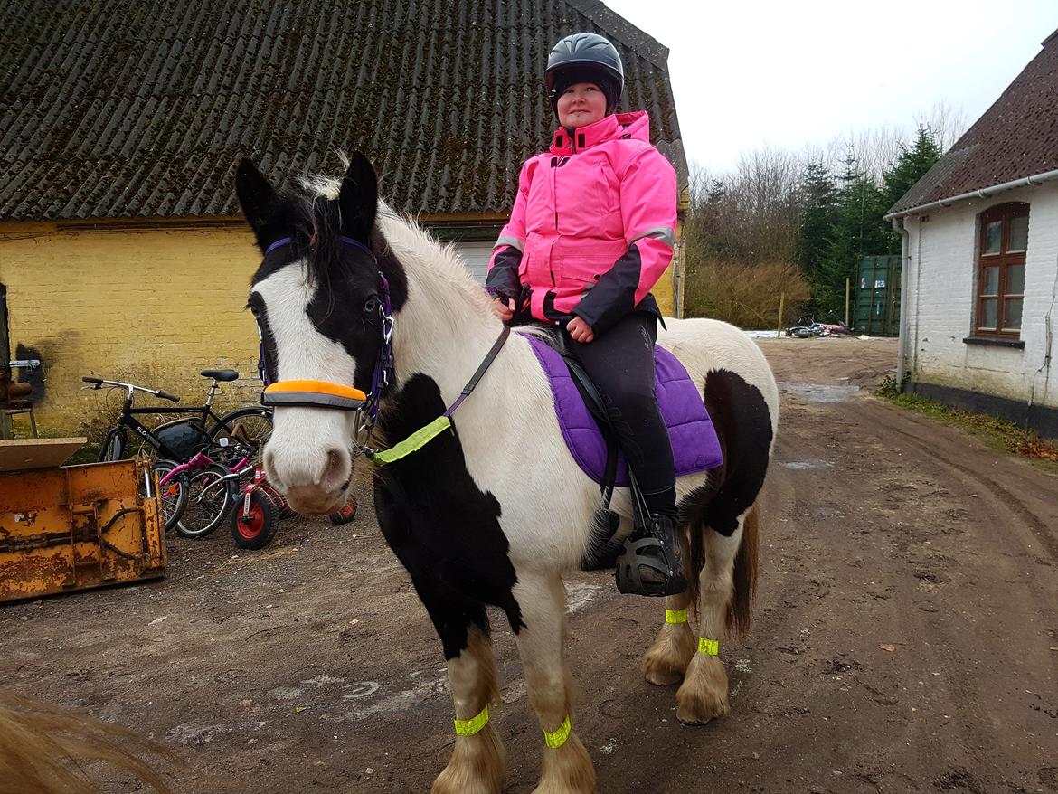 Tinker Skovbakkens Maggi May billede 2