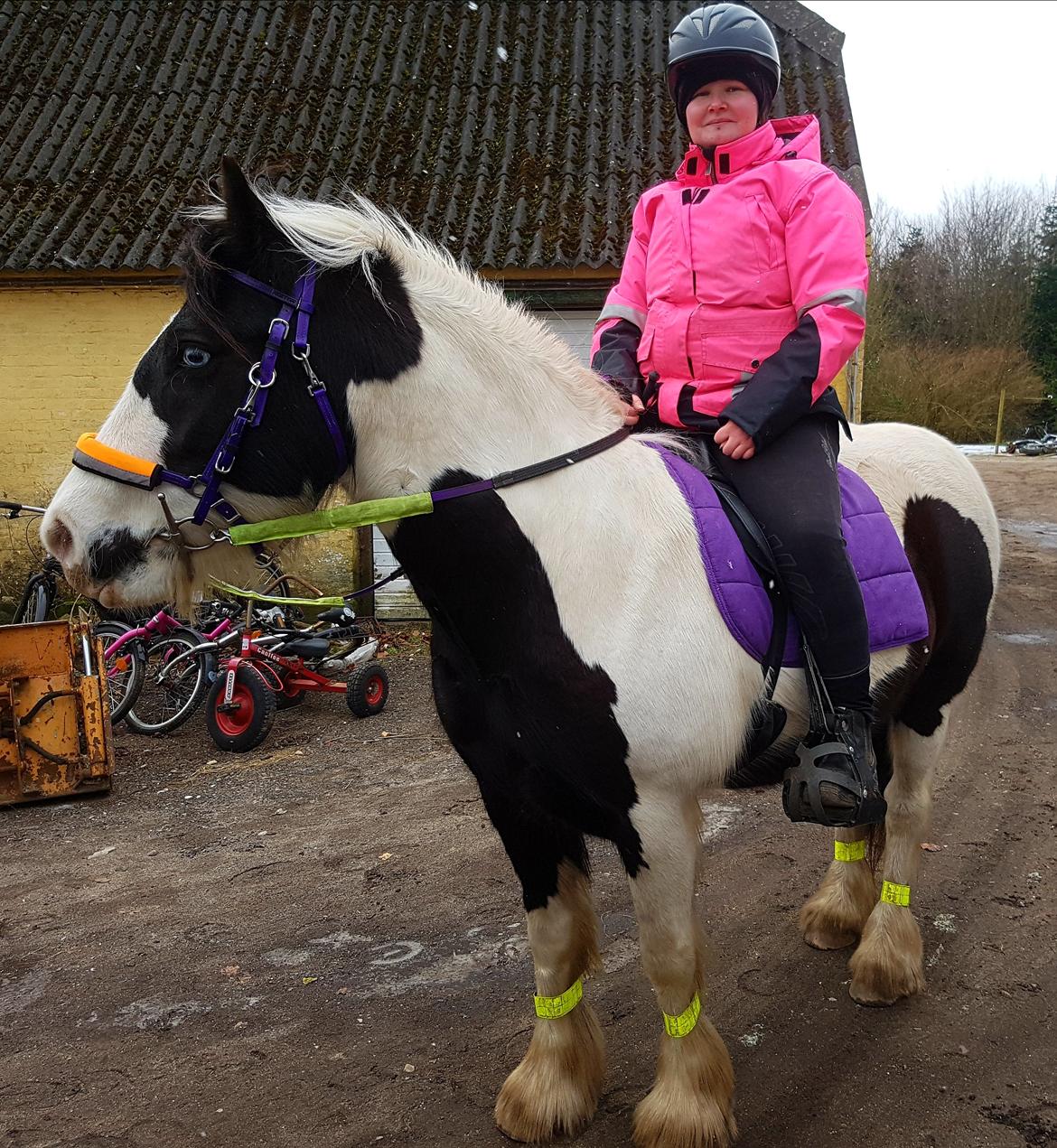 Tinker Skovbakkens Maggi May billede 3