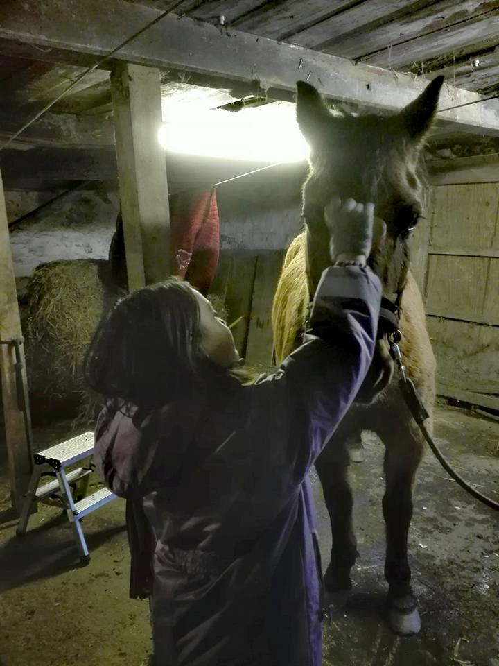 Anden særlig race Ginger billede 3