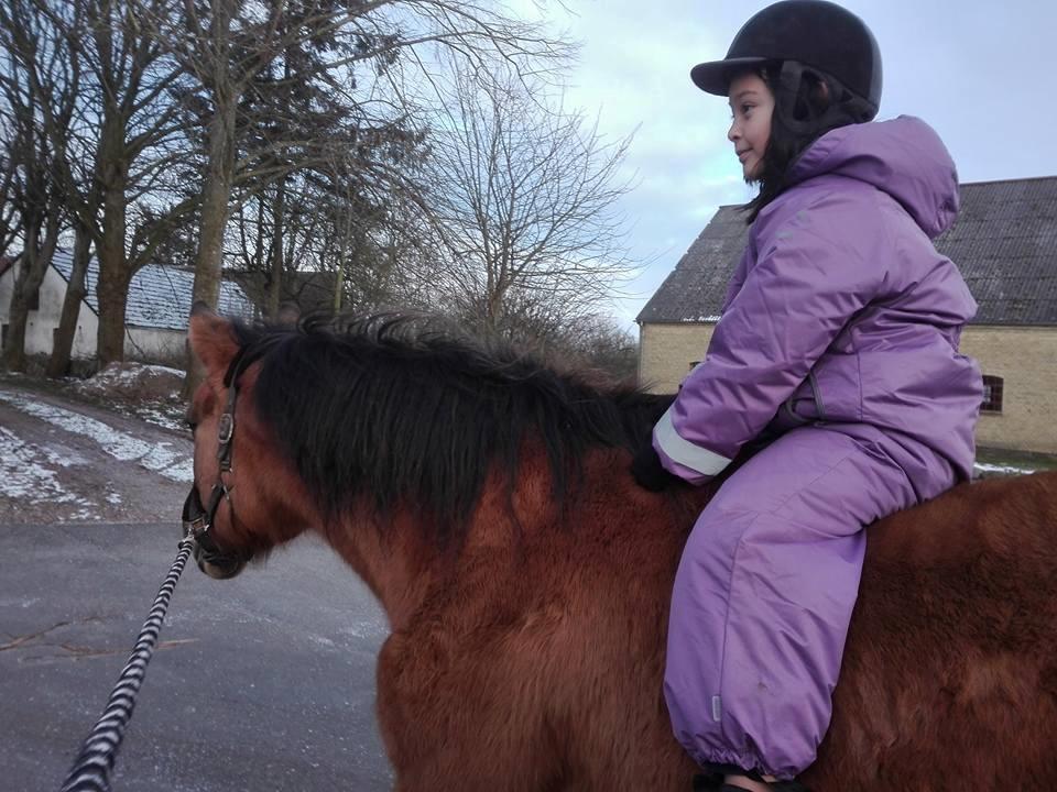 Anden særlig race Ginger billede 6