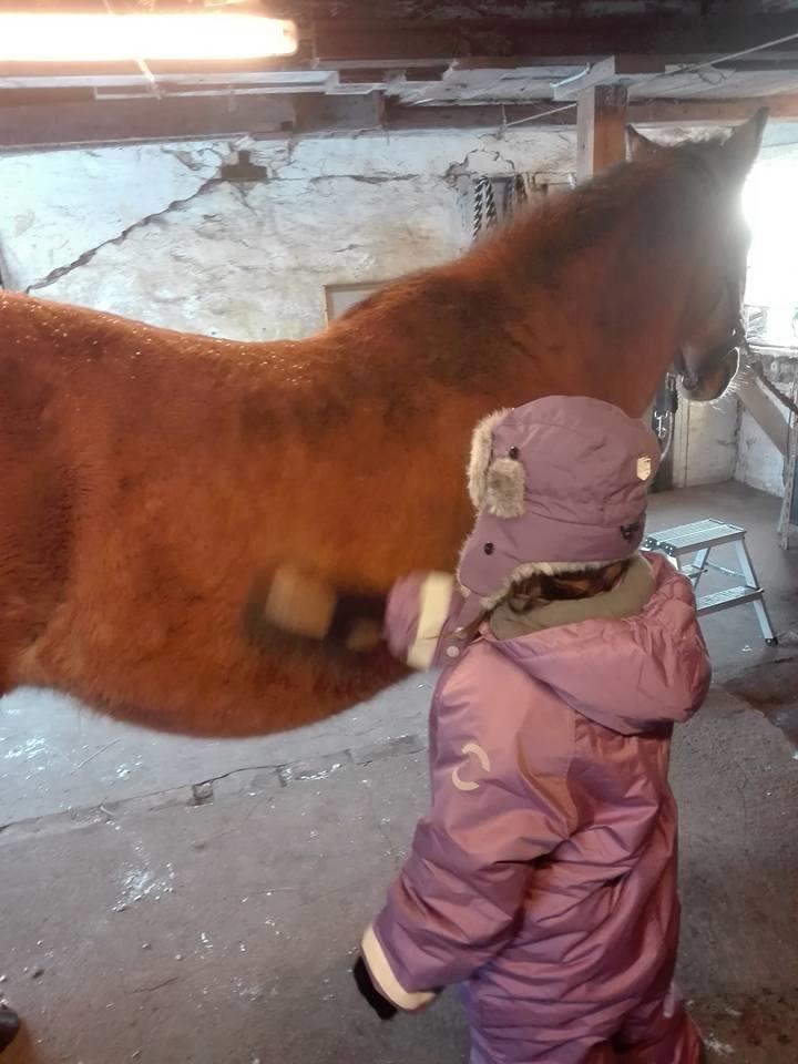 Anden særlig race Ginger billede 4