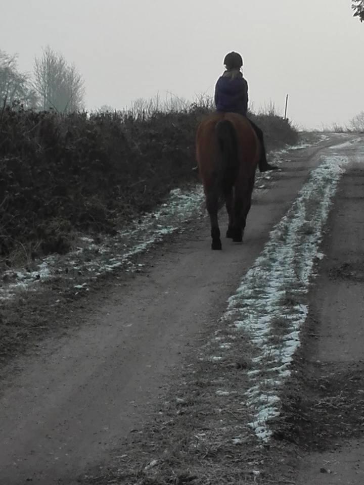 Anden særlig race Ginger billede 12