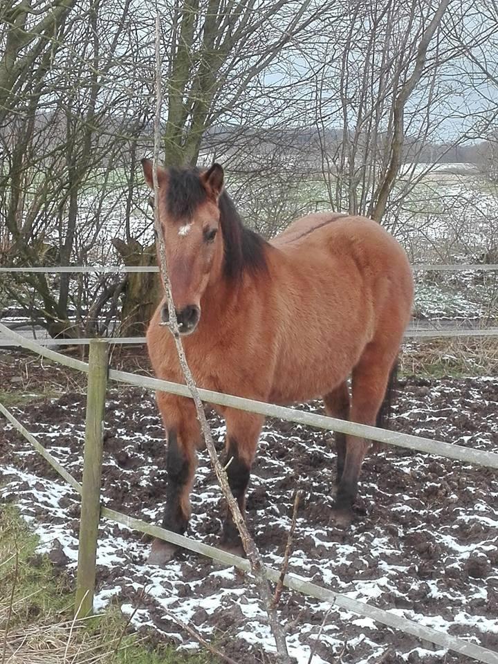 Anden særlig race Ginger billede 16