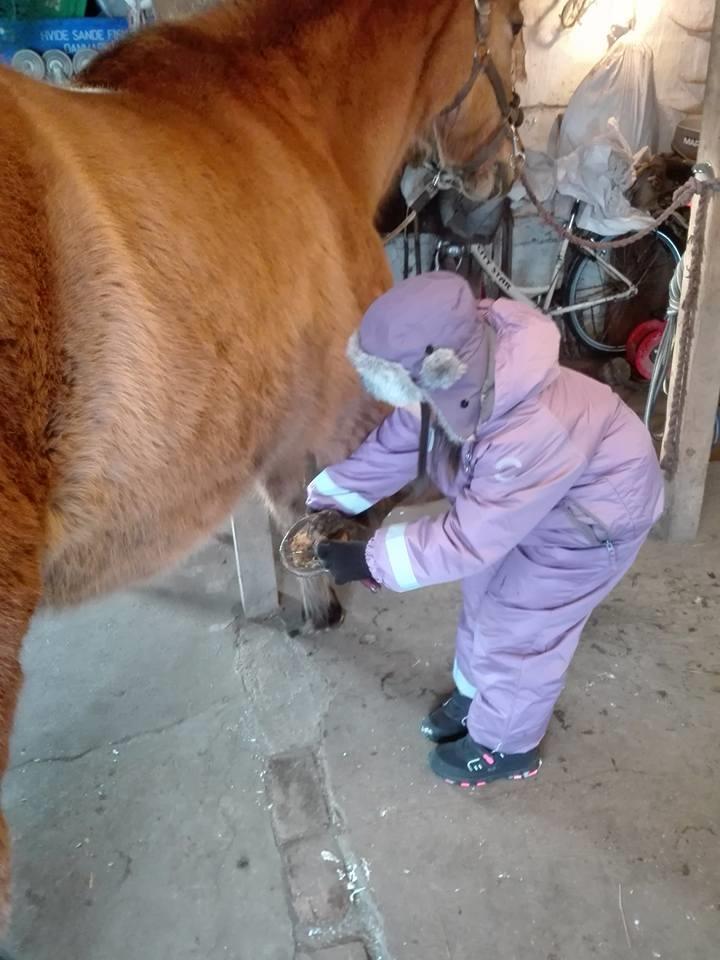 Anden særlig race Ginger billede 18