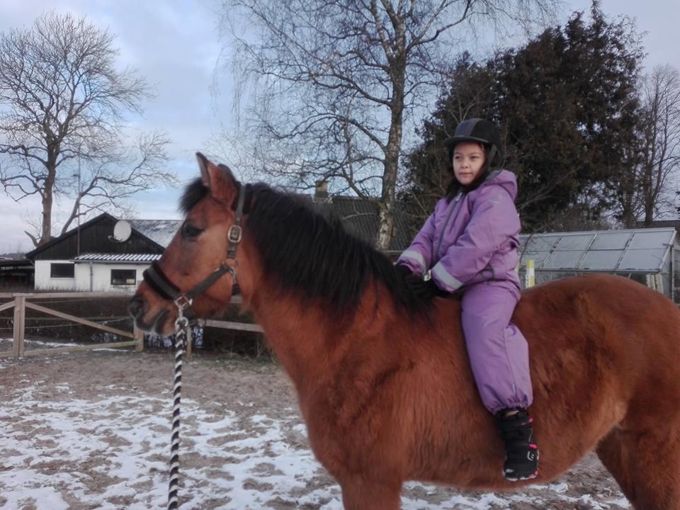 Anden særlig race Ginger billede 19