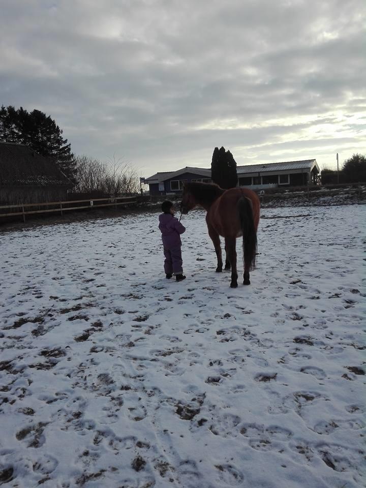 Anden særlig race Ginger billede 15